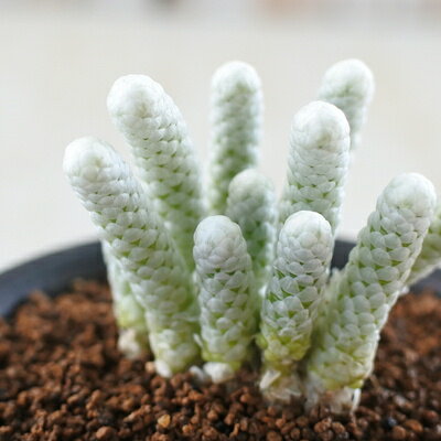 多肉植物 osアボニア パピラケア おもしろ多肉植物のサムネイル