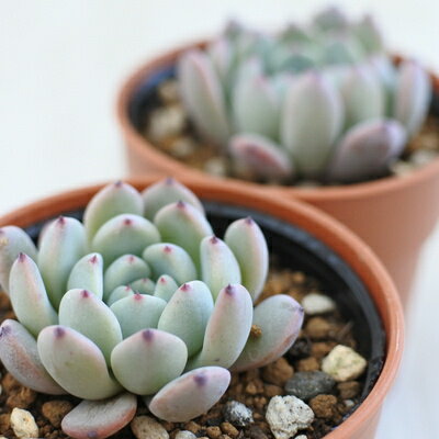 【楽天スーパーセール P5倍】 多肉植物 hmエケベリア ビアントゥ 多肉植物 エケベリア 6cmポット