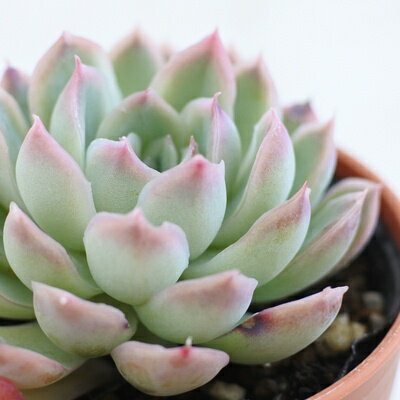 多肉植物 hmエケベリア 月影の宵 多肉植物 エケベリア 6cmポットのサムネイル