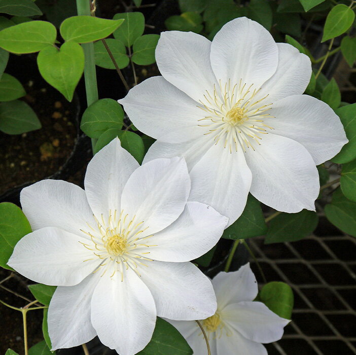 充実大株クレマチス 苗 銀河 ラヌギノーサ系 2年生株 12cmポット地植えOKのサムネイル