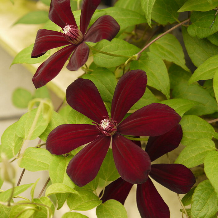 予約販売 クレマチス 苗 ウェスタプラッテ 早咲き大輪系 2年生株 充実大株 12cmポット clm 11月上旬以降発送のサムネイル