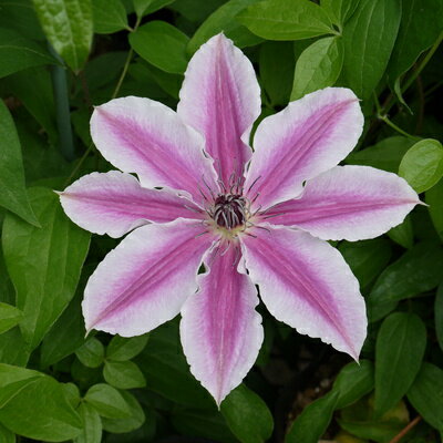 特徴 花付きが良く、コンパクトにまとまるので鉢植えに向く。 詳細 【咲き方】 新旧両枝咲き 【開花期】 5月〜10月 【草丈】 1.5〜2m 【花径】 12〜15cm 【花色】 白に桃中筋 【サイズ・その他】 12cmポット 個体差がございますのでご了承ください。 ※12cmポットは挿し木から約半数に選抜するため充実した強い株になり地植えも大丈夫です。 ご確認ください 【苗の枝折れにつきまして】 クレマチスはツルが細く、とても折れやすい植物です。 苗の梱包の際は充分注意いたしますが、枝折れなどのクレームは負いかねます。 予めご了承ください。 クレマチスは自然界でも風雨などで頻繁に折れますので、 再生能力が高く通常、折れた程度で枯れることはありません。 放任でも治りますが、風などでツルが切れないようにテープを巻き 支柱などで固定するとより確実です。 ※発送時期が異なる商品とは同梱できません。 ※各商品ページに記載の発送時期をご確認の上ご注文下さい。