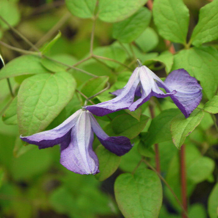 お値打ち❣️元気一杯！！ フローレプレノ ▪️ ヴィチセラ系 クレマチス 7号大鉢 楽天市場】クレマチス ビチセラ系（苗物｜ガーデニング・農業