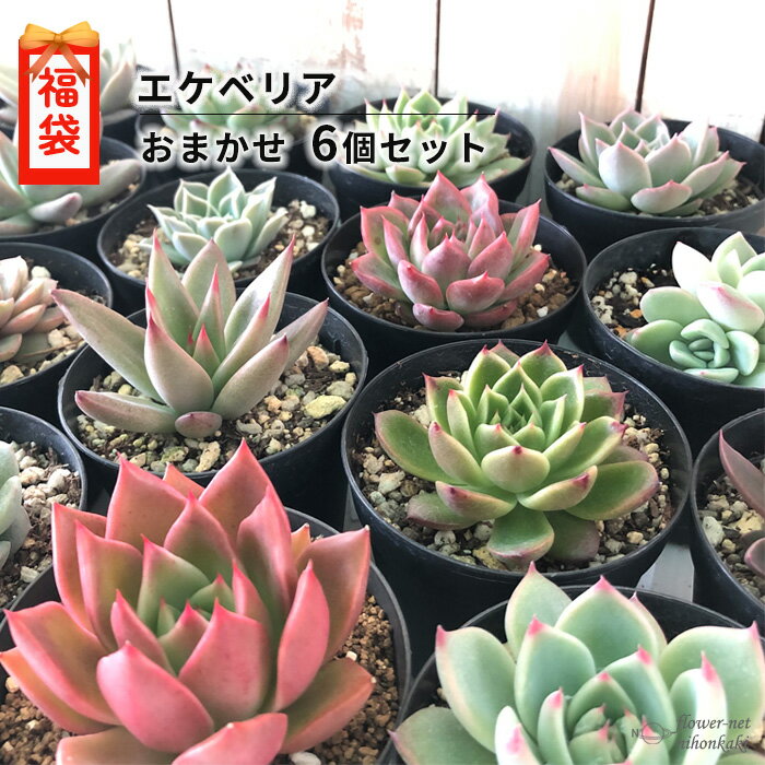 楽天スーパーセール限定 多肉植物 エケベリア 6個セット 期間限定 福袋 送料無料のサムネイル