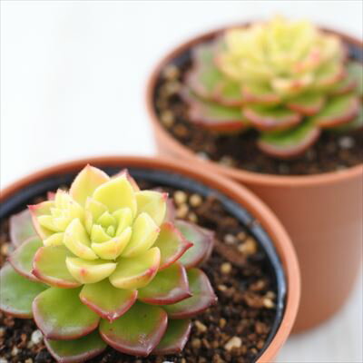 【楽天スーパーセール P5倍】 多肉植物 hmレティジア マジックゴールド 多肉植物 エケベリア 6cmポット