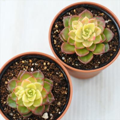 【楽天スーパーセール P5倍】 多肉植物 hmレティジア マジックゴールド 多肉植物 エケベリア 6cmポット