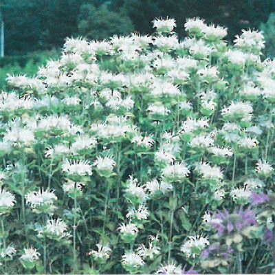 予約販売 宿根草の咲く庭 モナルダ 苗 スノーメイデン 9cmポット 多年草 ガーデニング 花苗 宿根草苗 hys4 11月中旬以降発送のサムネイル