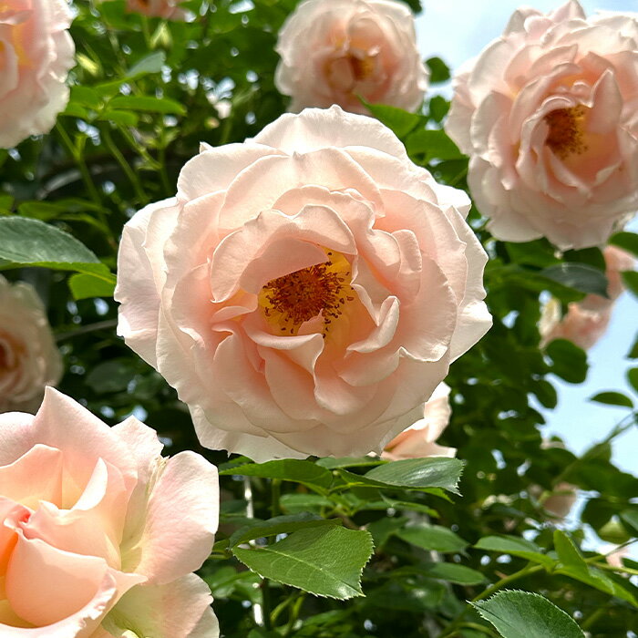 予約販売 バラ苗 バラ大苗 つるロココ つるバラ 薔薇 ばら ピンク troe 12月上旬以降発送のサムネイル