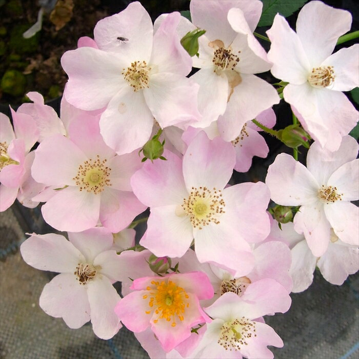 予約販売 バラ苗 バラ大苗 バレリーナ つるバラ 薔薇 ばら ピンク troe 12月上旬以降発送のサムネイル