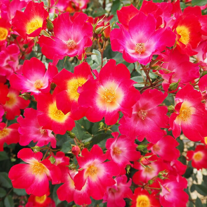 予約販売 バラ苗 バラ大苗 コクテール カクテル つるバラ 薔薇 ばら 赤 troe 12月上旬以降発送のサムネイル