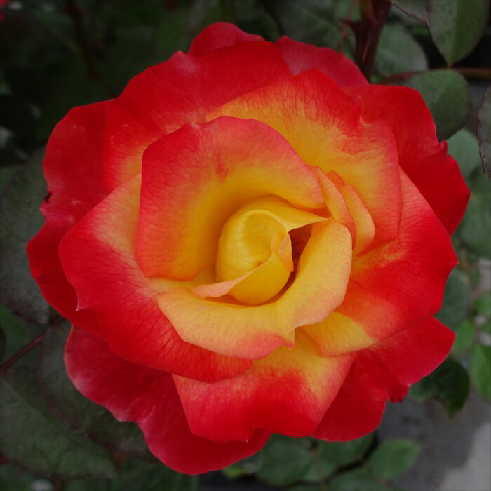 予約販売 バラ苗 バラ大苗 つるバラ つるチャールストン 薔薇 ばら 赤 troe 12月中...