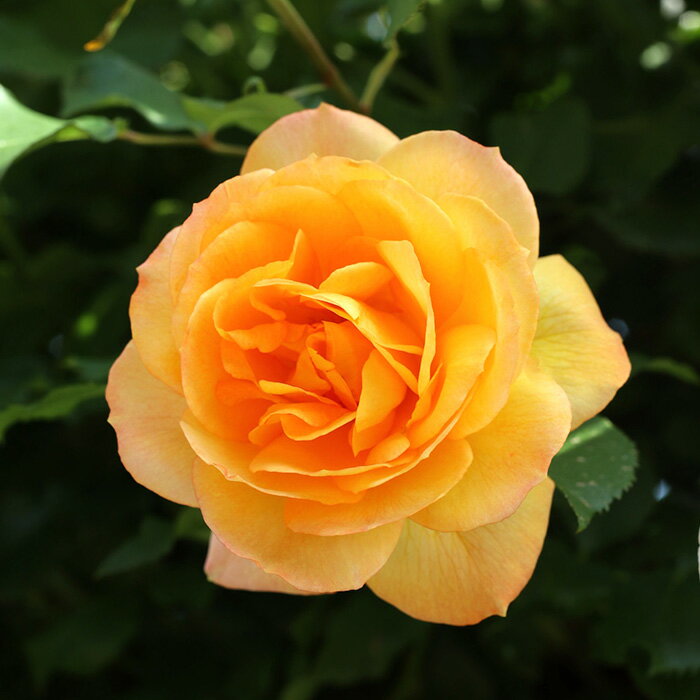 予約販売 バラ苗 バラ大苗 つるバラ サハラ98 薔薇 ばら 黄色 troe 12月上旬以降発送のサムネイル