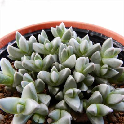 多肉植物 hmメセン ルスキア インデュラータ 多肉植物 メセン 6cmポットのサムネイル