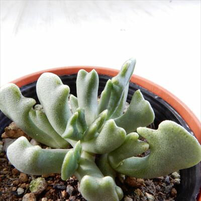 多肉植物 hmロンボフィルム 銀鉾 多肉植物 メセン 6cmポットのサムネイル