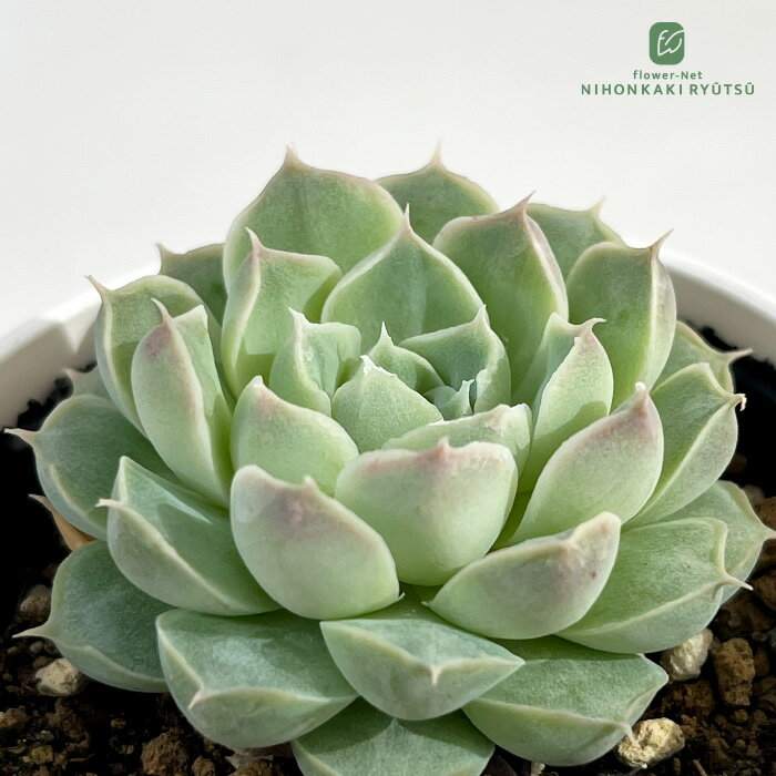 【楽天スーパーセール P5倍】 多肉植物 hmエケベリア Gilo 多肉植物 エケベリア ジ...