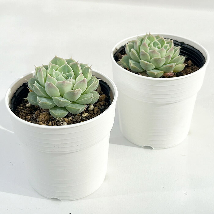 【楽天スーパーセール P5倍】 多肉植物 hmエケベリア Gilo 多肉植物 エケベリア ジロ 6cmポット