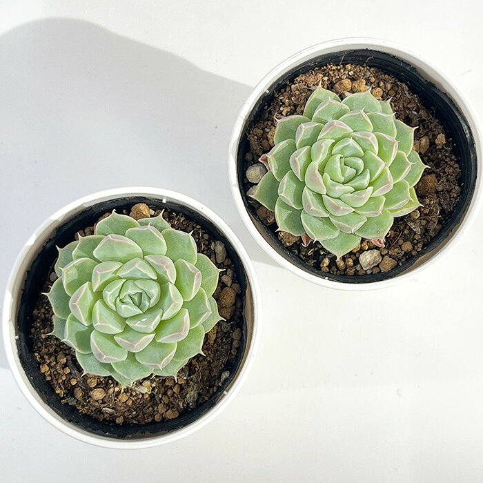 【楽天スーパーセール P5倍】 多肉植物 hmエケベリア Gilo 多肉植物 エケベリア ジロ 6cmポット