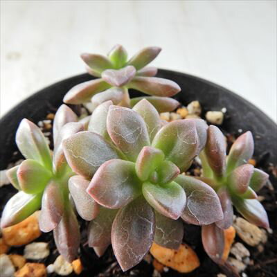 多肉植物 skグラプトベリア あんみつ姫 多肉植物 グラプトベリア 7.5cmポットのサムネイル