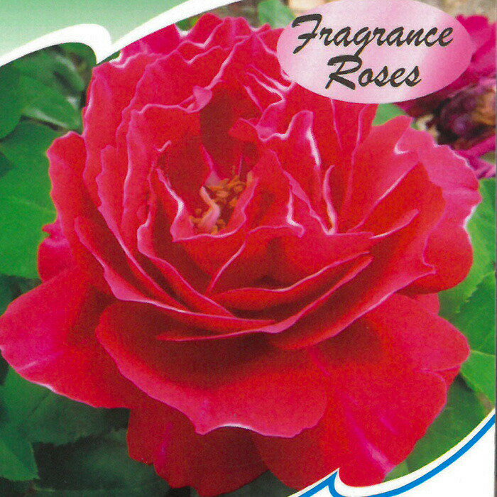 予約販売 バラ苗 バラ新苗 バロン ジロー ド ラン 中輪 オールド ローズ 薔薇 ばら 赤 tros 4月中旬以降発送のサムネイル