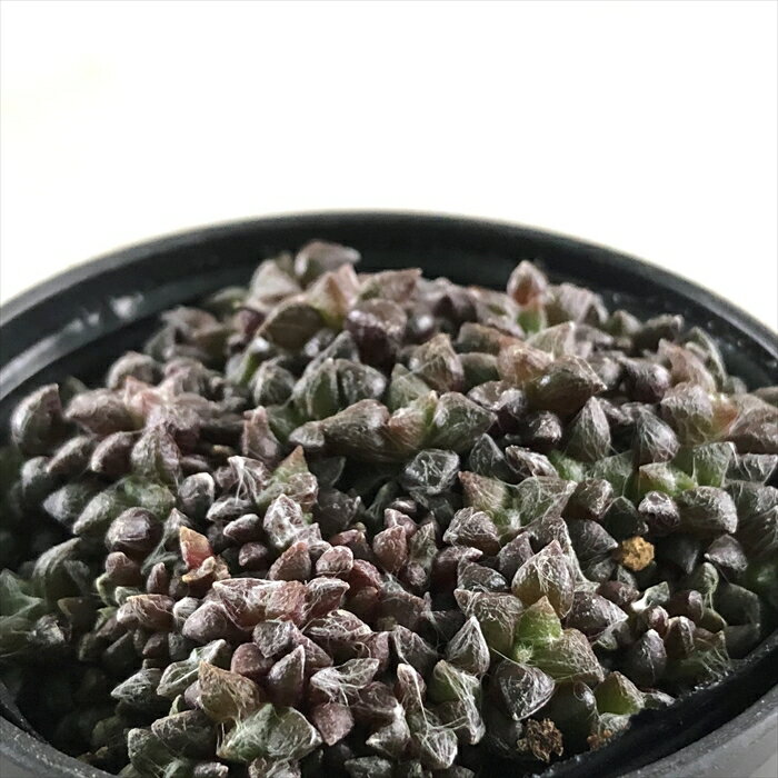 多肉植物 hmアナカンプセロス ばらまき アラクノイデス 多肉植物 アナカンプセロス 6cmポットのサムネイル