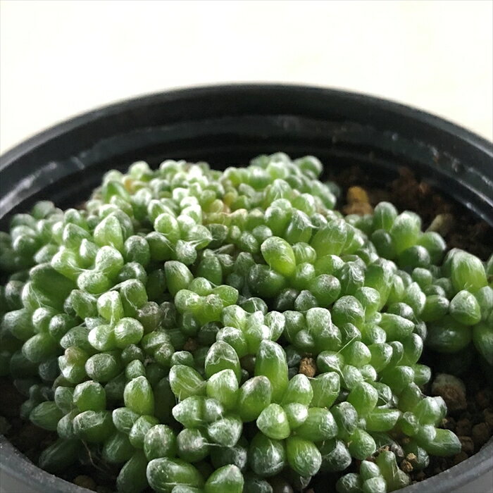 多肉植物 hmアナカンプセロス ばらまき フィラメントーサ 多肉植物 アナカンプセロス 6cmポットのサムネイル