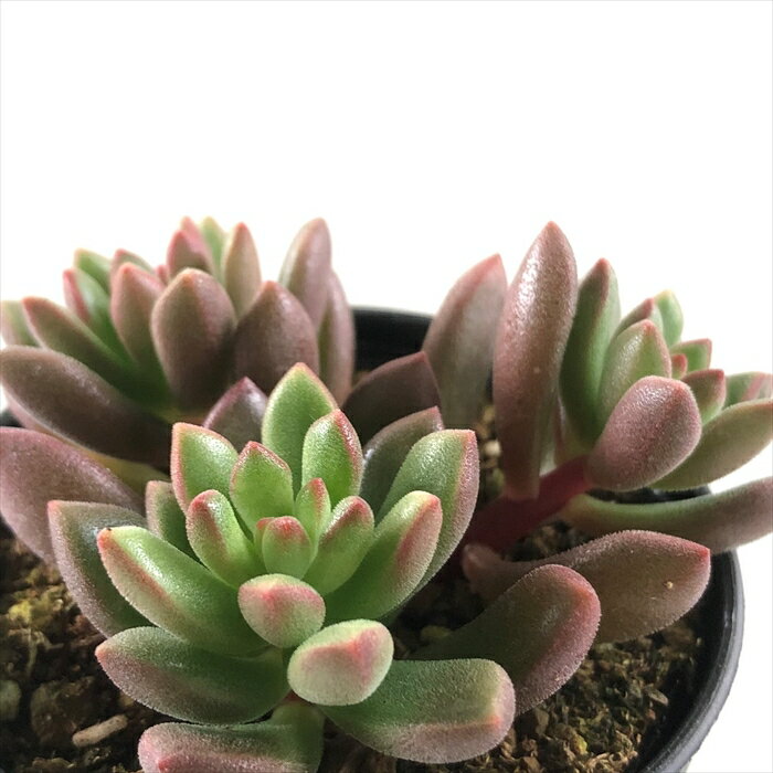 多肉植物 hmセデベリア オレンジドリーム 多肉植物 セデベリア 6cmポットのサムネイル