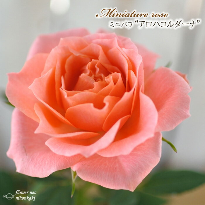 予約販売 ミニバラ アロハ2011コルダーナ 3号ポット バラ 薔薇 バラ苗 苗 mnu 10月下旬以降発送