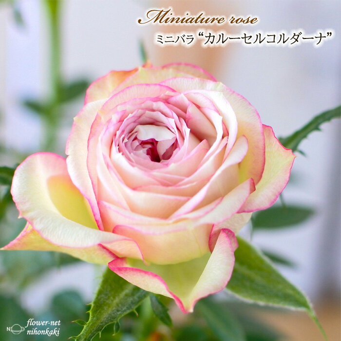 予約販売 ミニバラ カルーセルコルダーナ 3号ポット バラ 薔薇 バラ苗 苗 mnu 10月下旬以降発送のサムネイル