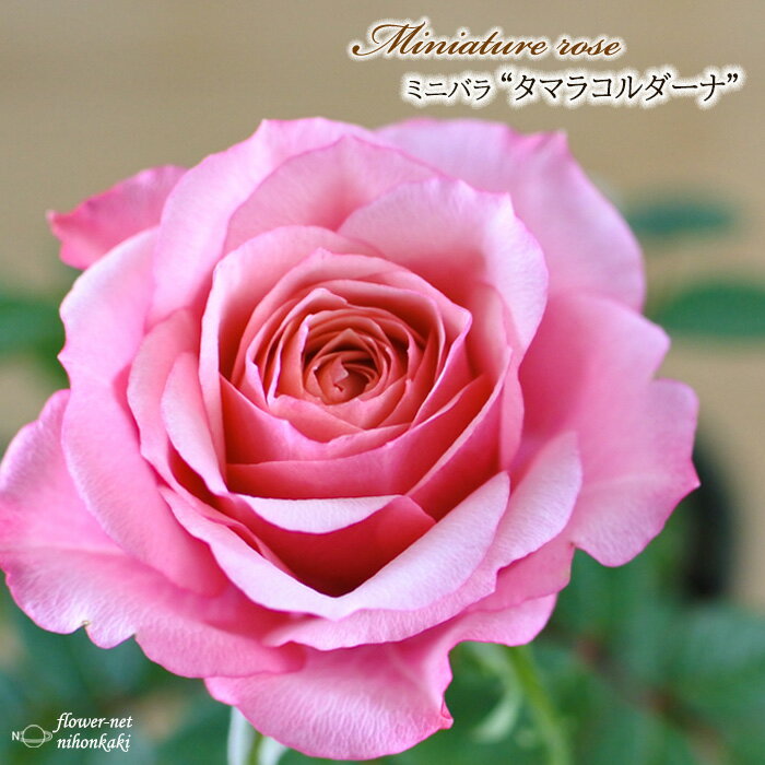 予約販売 ミニバラ タマラコルダーナ 登録品種 3号ポット バラ 薔薇 バラ苗 苗 mnu 10月下旬以降発送のサムネイル