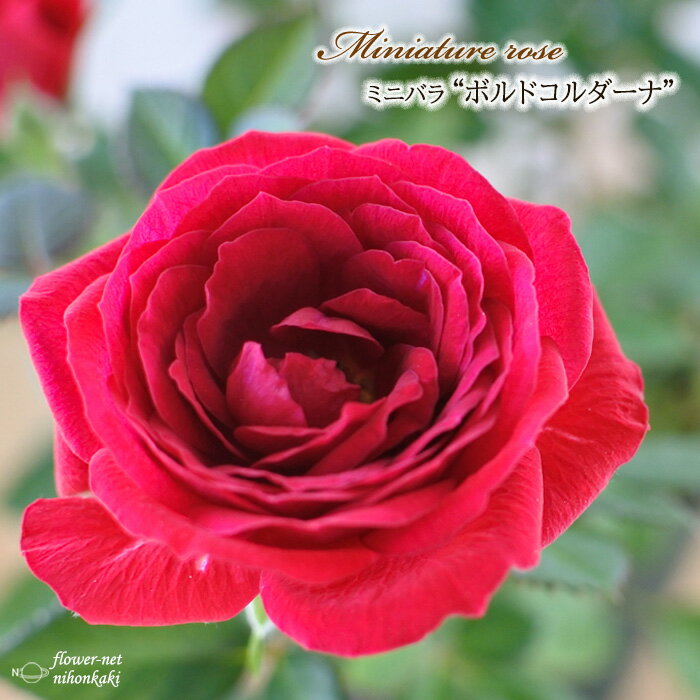 予約販売 ミニバラ ボルドコルダーナ 3号ポット バラ 薔薇 バラ苗 苗 mnu 3月上旬以降発送のサムネイル