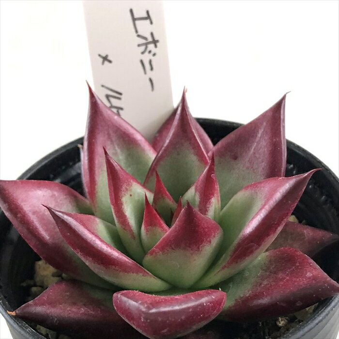 多肉植物 O’sエケベリア エボニー×ルビン 多肉植物 O’s PLANTS オーズプランツさん苗 送料無料 エケベリア 6cmポットのサムネイル