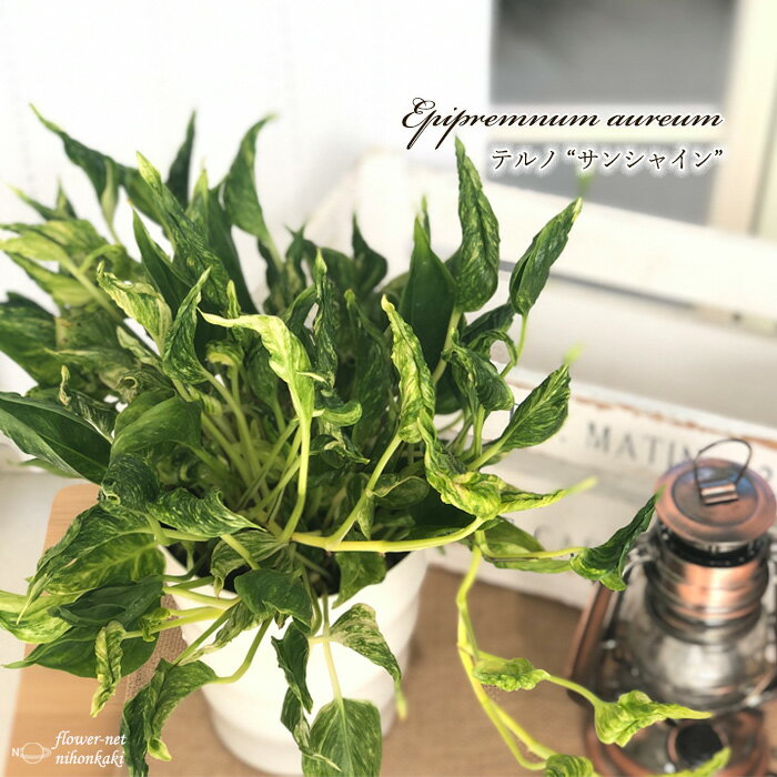 観葉植物 ポトス テルノ No.011 サンシャイン 5号鉢 観葉植物 室内 贈り物 プレゼント インテリア おしゃれ 品種登録のサムネイル