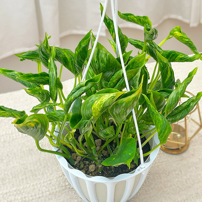 観葉植物 ポトス テルノ No.011 サンシャイン 5号鉢 吊り鉢 吊り下げ ハンギング ...
