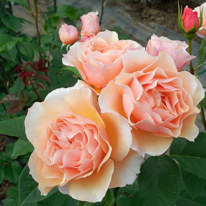 送料について→ 特徴 風香は花弁の縁がゆるく波打つエレガントな花型。 強健で初心者でも育てやすい。 シュラブ樹形では枝は弧を描くように伸び大株になる。 フェンスなどに誘引するのに向く。 花にはダマスク系の良い香りがある。 越後丘陵公園の「国際香りのばら新品種コンクール」にて金賞を受賞。 詳細 【香り】 強香 ティー系 フルーツ系 【開花サイクル】 四季咲き 【花径】 中輪 約8cm 【樹高】 半つる性 H1.8×1.0m サイズ・その他 6号鉢 形や大きさなど、個体差がございますのでご了承ください。 ※発送時期が異なる商品とは同梱できません。 ※各商品ページに記載の発送時期をご確認の上ご注文下さい。