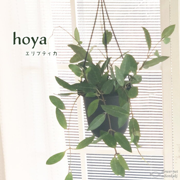 ホヤ ホヤ エリプティカ 4号鉢 吊り 送料無料 観葉植物 インテリア おしゃれ hoya grb