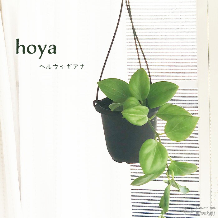 ホヤ ホヤ ヘルウィギアナ 4号鉢 吊り 送料無料 観葉植物 インテリア おしゃれ hoya grb