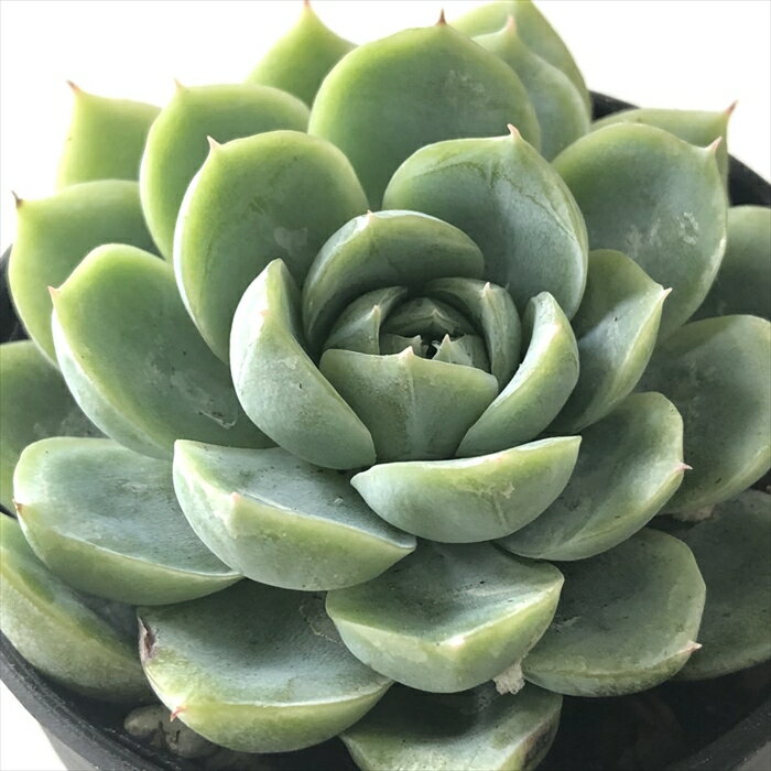 多肉植物 hmエケベリア カリビアンブルー 多肉植物 エケベリア 6cmポットのサムネイル