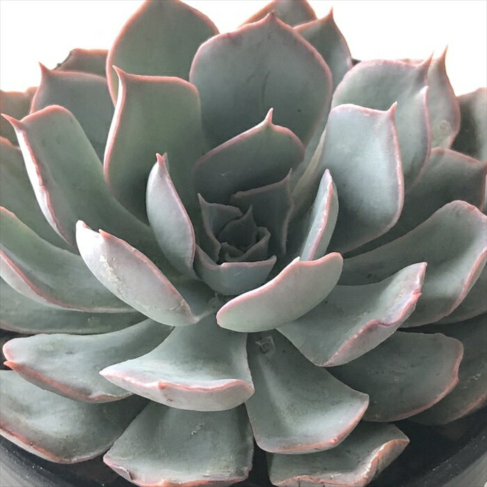 多肉植物 hmエケベリア ブルーヘロン 多肉植物 エケベリア 6cmポット