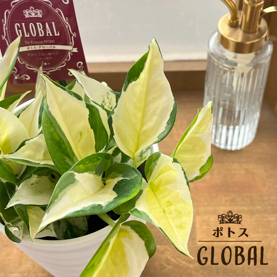 予約販売 観葉植物 ポトス グローバル 4号鉢 加藤農園さん 送料無料 観葉植物 小型 小さい 室内 贈り物 プレゼント インテリア おしゃれ 4月中旬以降発送