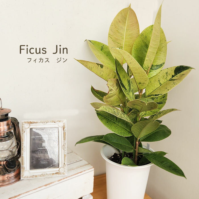 楽天市場】フィカス ジン(花・観葉植物|花・ガーデン・DIY)の通販 楽天市場】フィカス ジン(花・観葉植物|花・ガーデン・DIY)の通販