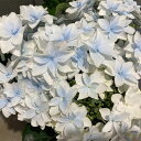 予約販売 アジサイ 泉鳥 10.5cmポット 加茂 KAMOセレクション ハイドランジア 苗 花苗 苗木 あじさい 紫陽花 yus 10月下旬以降発送
