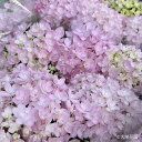 予約販売 アジサイ さくらのころ 7.5cmポット 大栄花園 ハイドランジア 苗 花苗 苗木 あじさい 紫陽花 dka 10月下旬以降発送