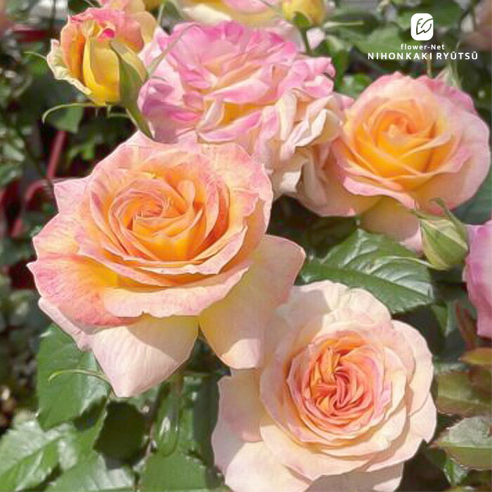 予約販売 バラ苗 バラ大苗 京阪園芸 ローヴドゥレテ 四季咲き 薔薇 ばら 送料無料 ピンク kho 2月中旬..