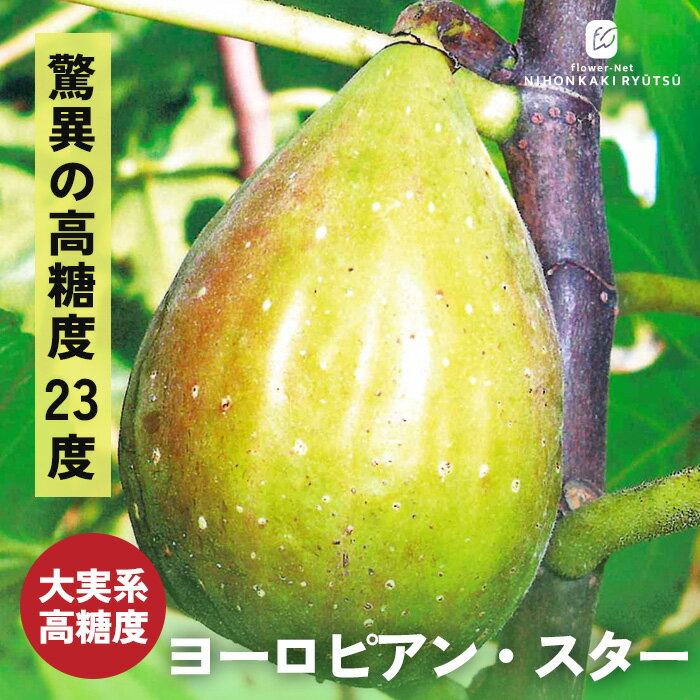 特徴 バナーネ（ロングドゥート）は、熟しても果皮が緑色のままで、極上の甘みを持つ珍しい白いちじくです。 最大の特徴は、夏と秋で異なる魅力を放つその果実。夏に実る果実は最大で300gを優しく超える驚天動地の大玉サイズになり、秋に実る果実は糖度23度にも達する濃厚な甘さに仕上がります。 酸味が少なくフルーティーで、口の中でねっとりととろけるような独特の柔らかな舌触りとまろやかな風味が絶品です。 皮が薄いためそのまま丸ごと食べられますが、非常にデリケートで日持ちがしないため、市場にはほとんど出回りません。 樹の上でしっかりと完熟させた、家庭菜園でしか味わえない贅沢な美味しさを、ぜひその手で収穫して体験してください。 ・糖度 秋果：23度程度（極甘・酸味は極めて控えめ） ・大きさ 夏果：280〜340g前後（超大玉） / 秋果：130g前後 ・収穫時期 夏秋兼用（比較的早い時期から実が熟す） ・特徴 熟しても緑色の白いちじく / 非常に柔らかなねっとり食感 / 皮ごと食べられる ※栽培環境により異なる場合があります。 ≪いちじく≫ 日本の気候に適しており、栽培しやすく、夏から秋にかけて長い間次々と実を付け続けます。 おやつやサラダにぴったりの瑞々しい実は、胃腸にいいと昔から言われています。 鉢植え あまり木を大きくしたくない場合も鉢植えの方が良いでしょう。 適度の大きさのプラスチックまたは、素焼きの鉢などを使用します。 鉢の底に鉢底石を敷き、市販の果樹用の土（花木用の土でも可）を使用します。 生育旺盛のため肥料を適度に与えましょう。 庭植え 日当たりの良い、水はけの良い土の場所へ植え付けます。 寒い地域で育てる場合は春に植え付けをします。 耐寒性の弱い品種もありますので、品種選びは大切となります。 植え込む穴は、大きめに掘りますが、あまり深く掘る必要はありません。 穴には、市販の果樹用の土を使用すると良いでしょう。 水やり 水はしっかりと与えてください。 サイズ・その他 13.5cmポット 1ポット ※樹形・大きさには個体差がございます。 ※露地栽培のため、葉の傷み等が生じていることがございます。 ※落葉樹のため入荷時期によって葉がない場合がございますのでご了承の上お買い求めください。 注意点 ※ご予約苗につきましては、植物のため生育不良等の理由で商品の準備ができない場合がございます。 ※発送時期が異なる商品とは同梱できません。 ※各商品ページに記載の発送時期をご確認の上ご注文下さい。　