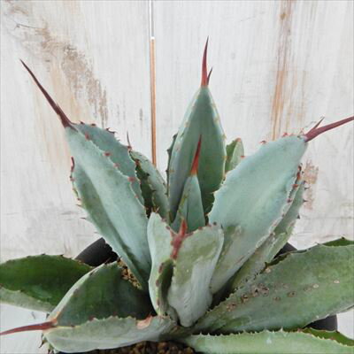 多肉植物 ca Agave patatorum f.mostrosa ”Cubic” 多肉植物 アガベ コーデックス 3号鉢のサムネイル