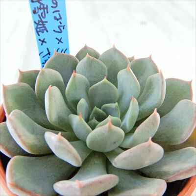 多肉植物 oriエケベリア （大和のばら×ミニマ）×（白雪姫×ざわわ） 多肉植物 おらいさん苗 送料無料 エケベリア 6cmポットのサムネイル