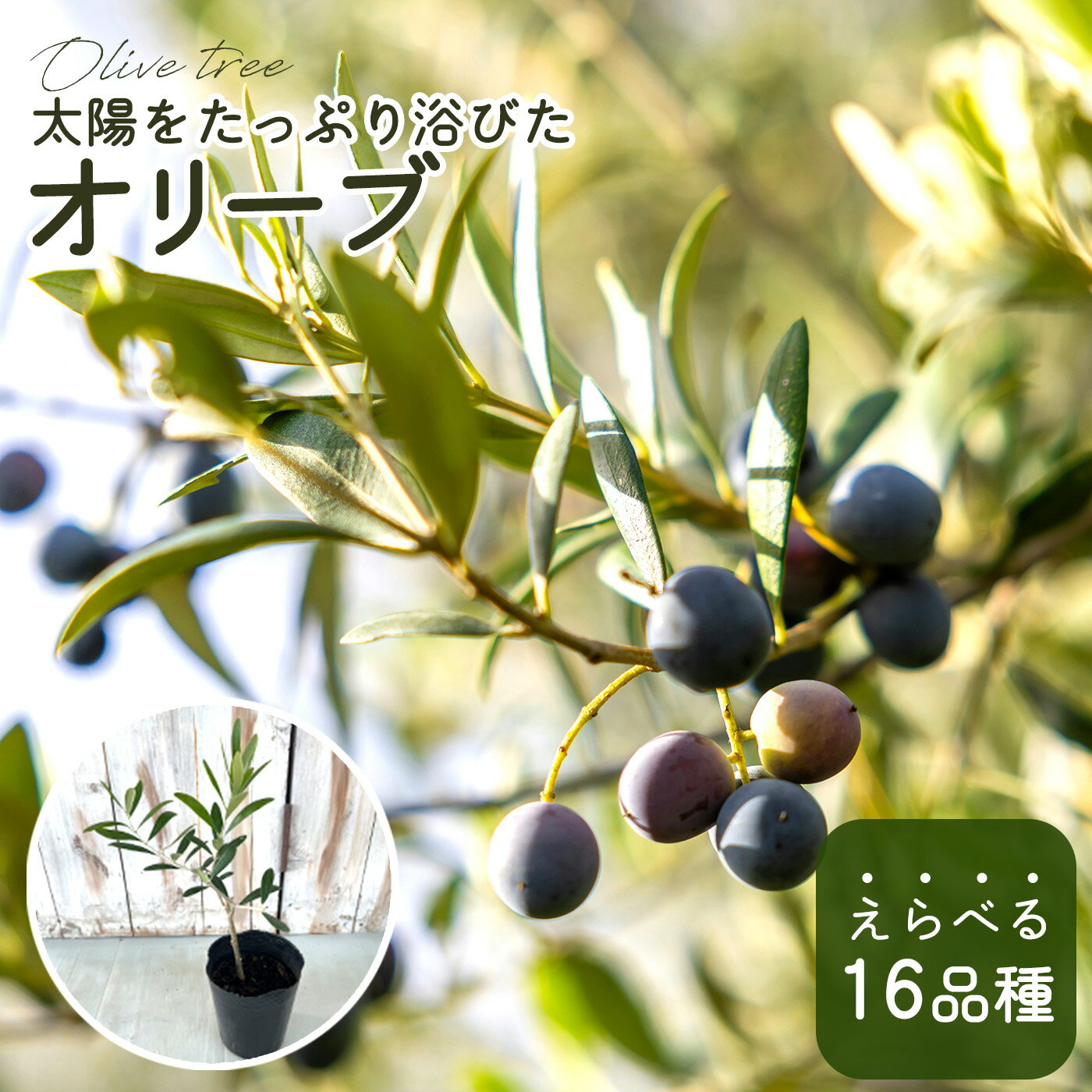 選べるオリーブ 苗 10.5cmポット 観葉植物 オリーブの木 シンボルツリー 庭木 果樹苗 mto