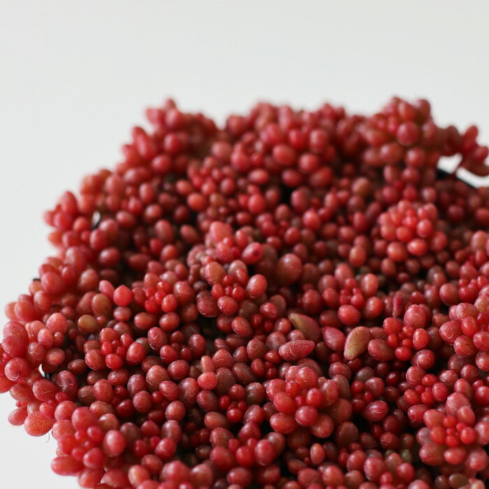 多肉植物 seセダム ばらまきレッドベリー 多肉植物 セダム 7.5cmポットのサムネイル