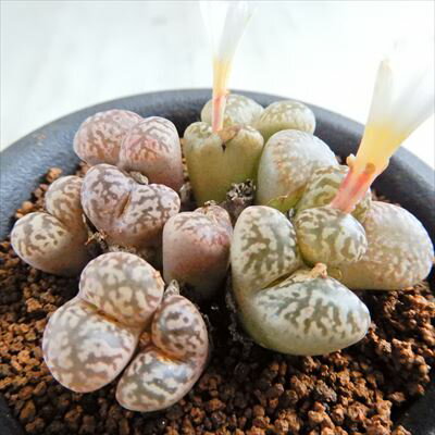 多肉植物 caコノフィツム ペルシダム No.3-A 多肉植物 メセン 7.5cmポットのサムネイル