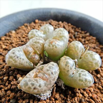 多肉植物 caコノフィツム ペルシダム No.5-A 多肉植物 メセン 7.5cmポットのサムネイル